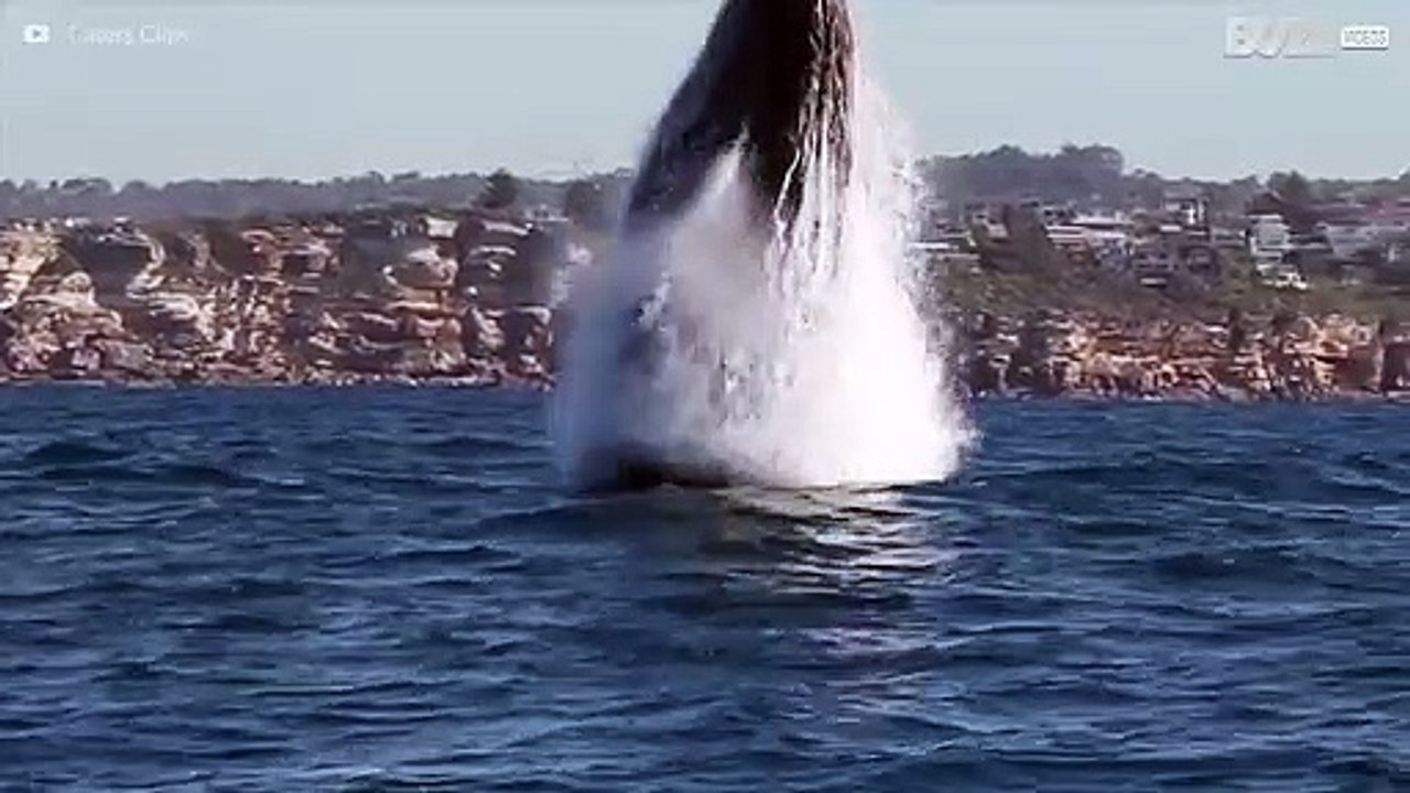 This is why whales are such amazing creatures