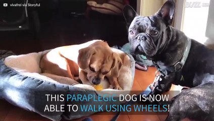 Disabled dog walks for the first time using wheels