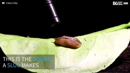 Have you ever heard the sound that a slug makes?