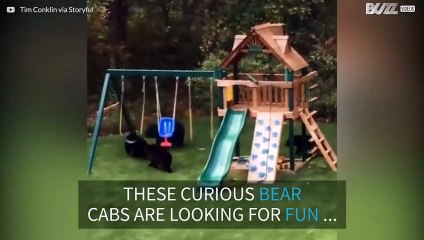 Cute bear cubs invade play zone in USA