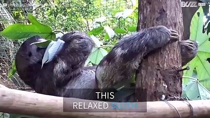 Sloth hangs by its feet to eat