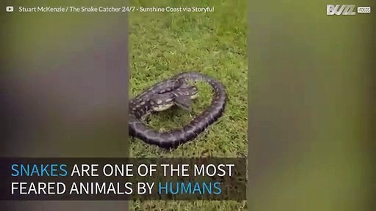 The terrifying moment a python attacks