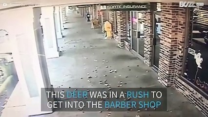Deer smashes through barber's window