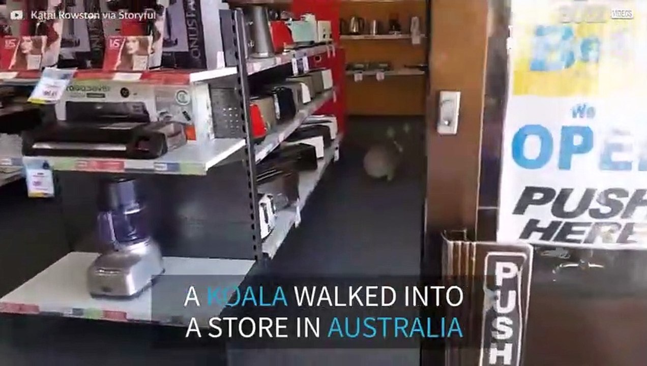 Koala walks into store and gets confused!