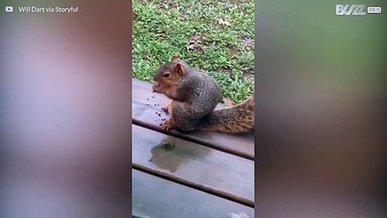 Squirrel hates when it is called fat!