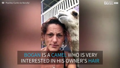 This camel loves to chew on his owner's hair