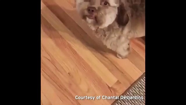 Dog with human face is causing havoc – and people are comparing him to celebs