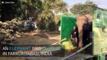 Elephant rescued after 40 years in captivity