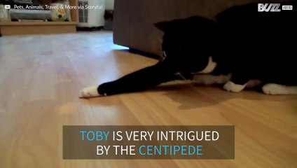 Cat vs. centipede: who will win?