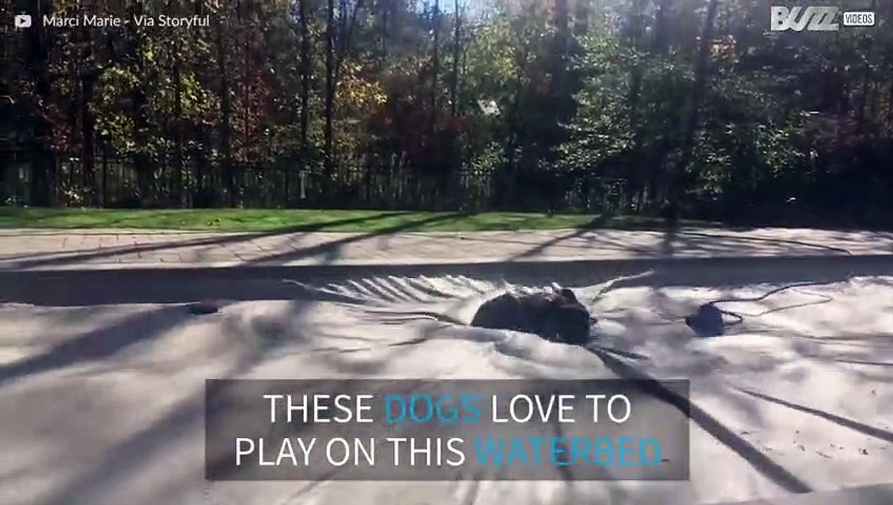 Dogs play on giant waterbed!