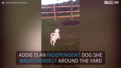 Puppy shows that she is a big girl and can take herself for walks