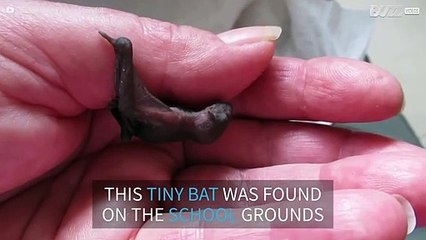 Microbat rescued at an Australian school