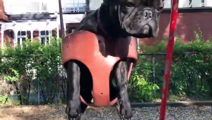 This French bulldog hates swinging