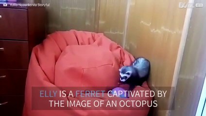 Ferret captivated by image of an octopus