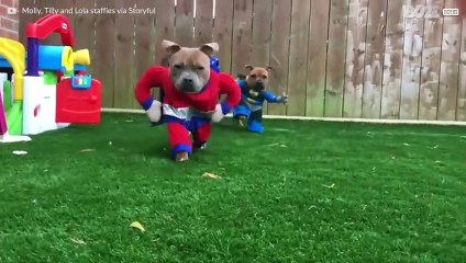 The world is a safer place with super dogs!