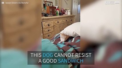 Dog has a subtle way of asking for food