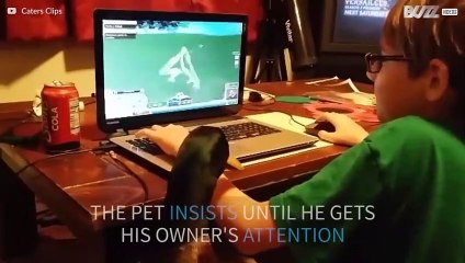 Cute duck begs for kisses before bedtime