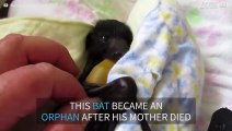 Baby bat rescued after his mother died