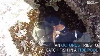 Octopus' predatory moves in tide pool