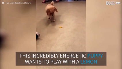 Curious puppy plays with a lemon