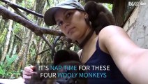 These woolly monkeys are ready for a nap