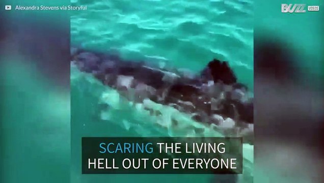 Huge white shark circles boat in Australia