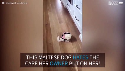 Maltese dogs hates her new winter clothes