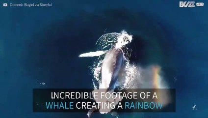 A whale shoots a rainbow from its blowhole
