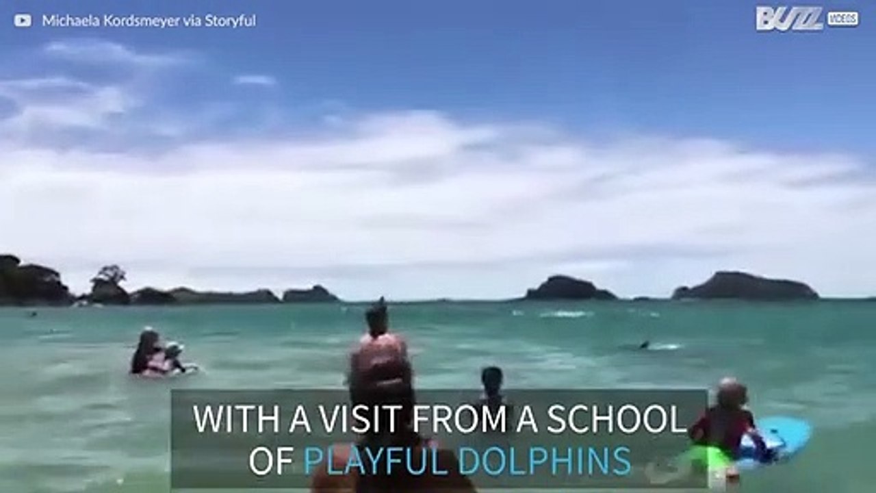 School of dolphins visit swimmers on New Zealand beach