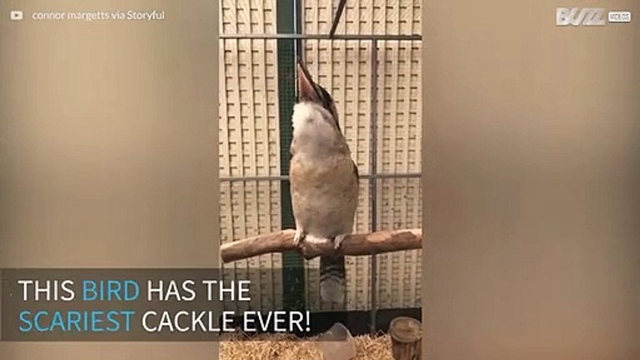 This bird has the scariest chuckle ever
