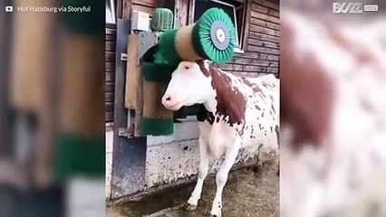 Cow loves getting brushed