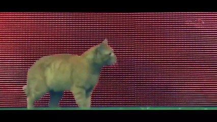 قطة تضع ناديا تركيا في أزمة مع الاتحاد الأوروبي