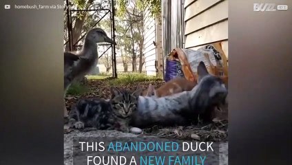 Unlikely (and adorable) friendship between an abandoned duck and... kittens