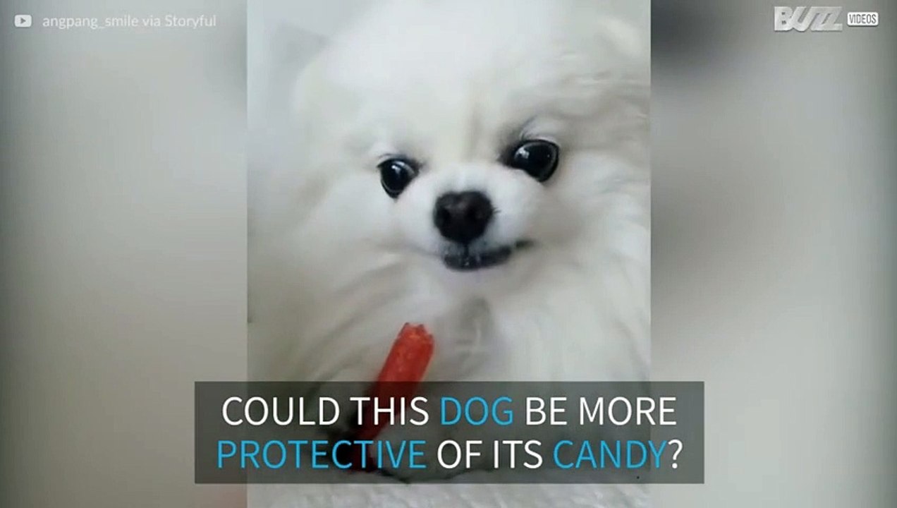 This dog is very protective of its candy