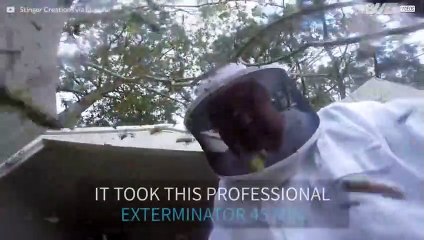 Professional exterminator tackles giant hornet's nest