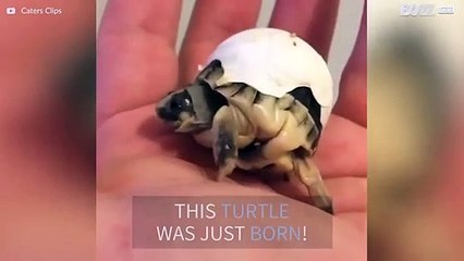 Newborn turtle can't get out of his shell!