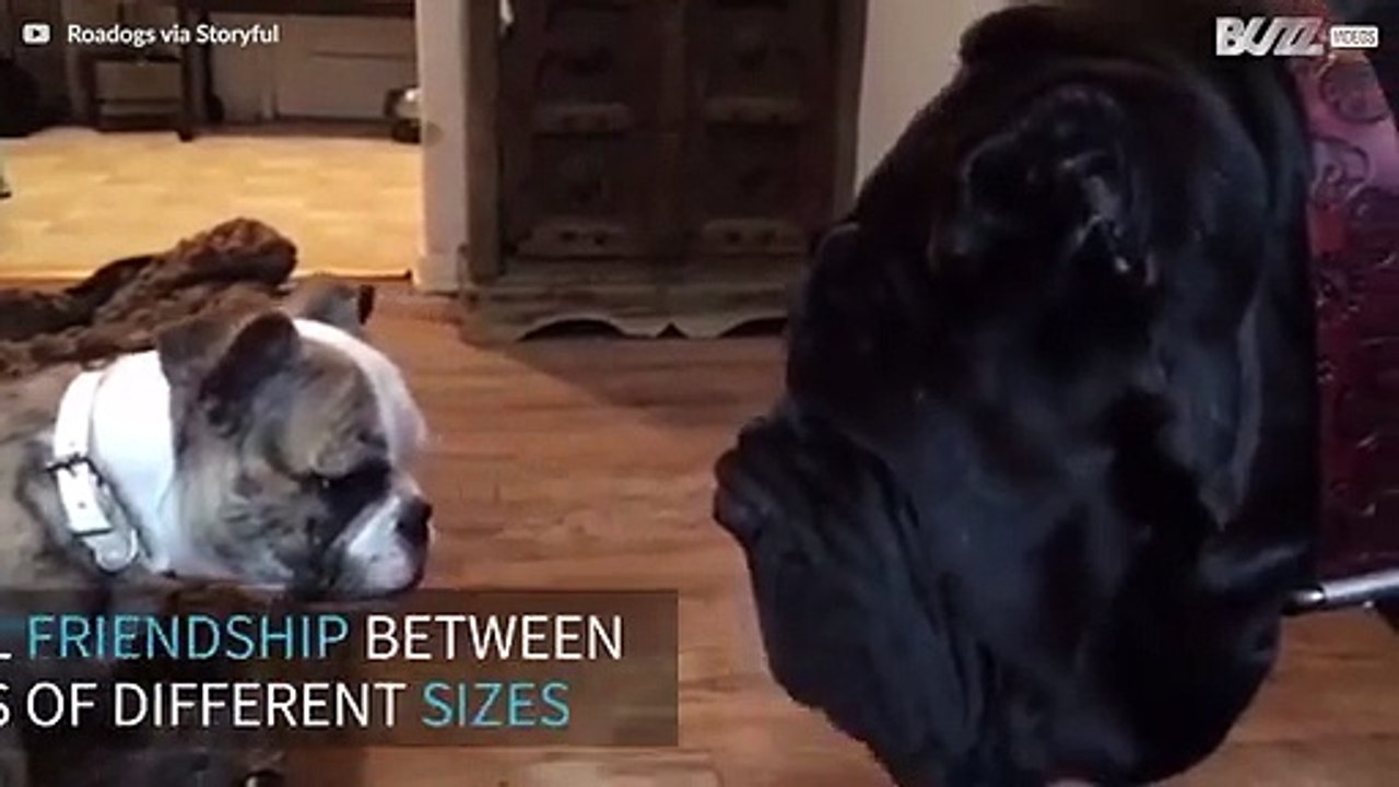 Bulldog puppy and huge Neapolitan mastiff are b...
