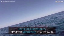 Group false killer whales spotted migrating in Australia