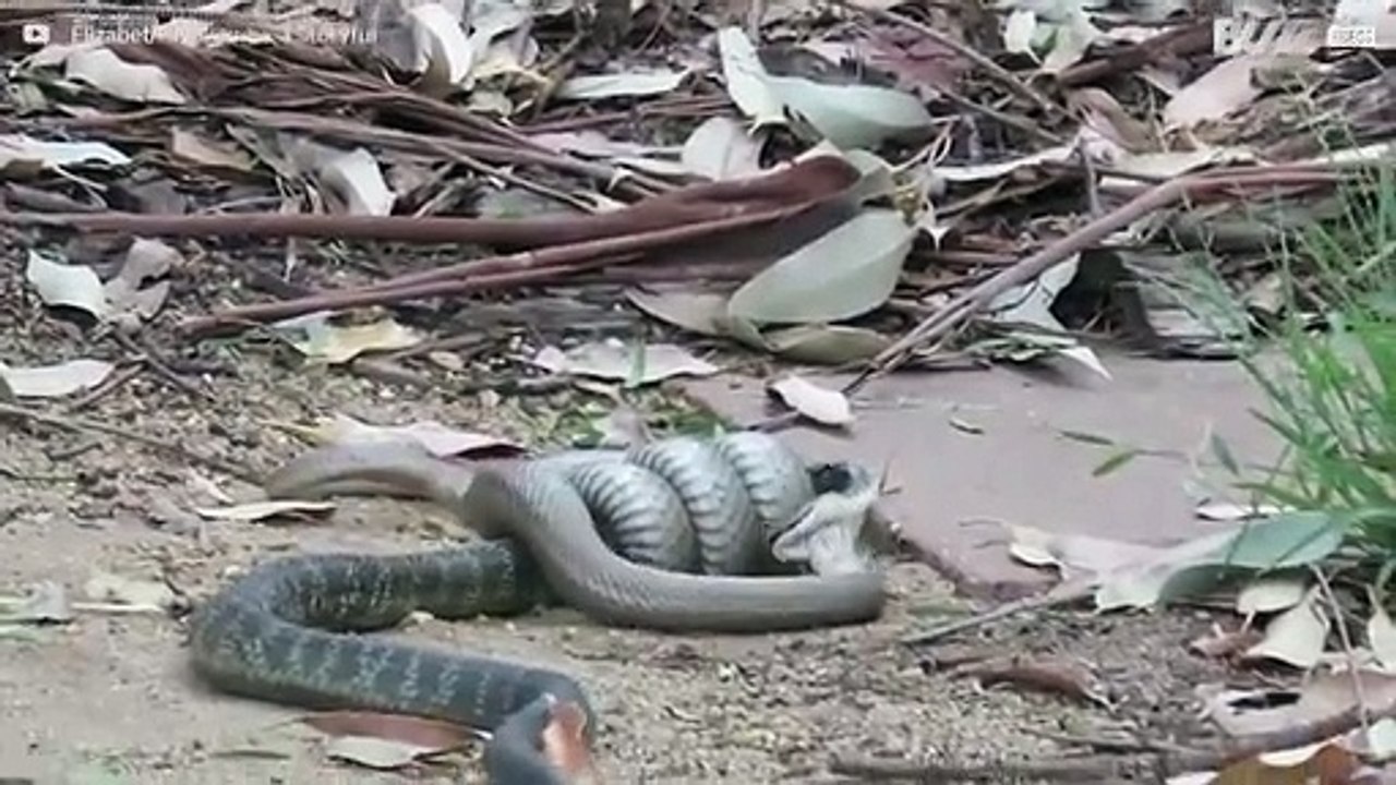Extremely poisonous snake fight in Australia
