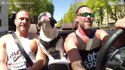 This adorable bulldog loves to sing
