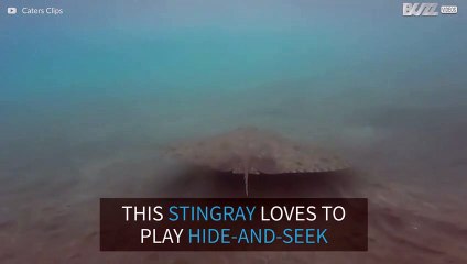 Stingray loves to play hide-and-seek