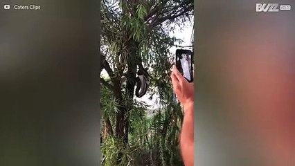 Snake hanging from a tree eats a possum whole