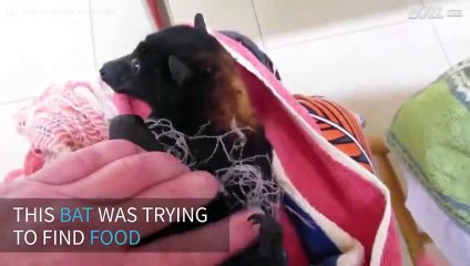 A bat is rescued after getting caught in a net