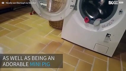 Mini pig enjoys taking out the clean clothes!
