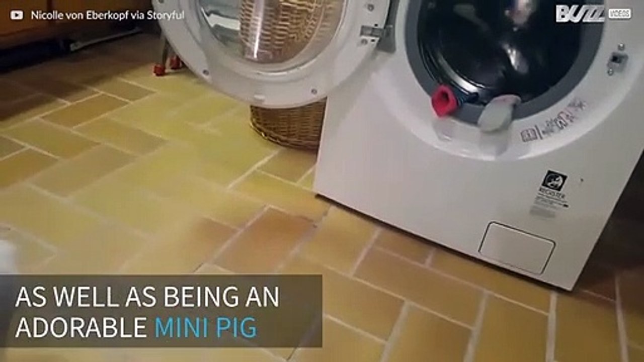 Mini pig enjoys taking out the clean clothes!