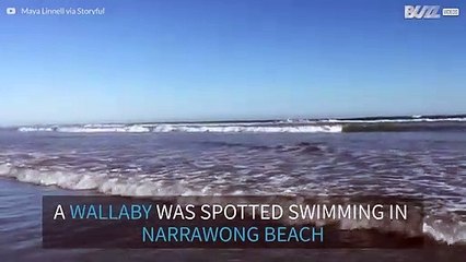 Adorable wallaby catches waves at a beach in Australia