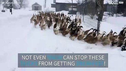 Nothing can stop these ducks from getting their breakfast