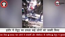 Indore में तेंदुए का हमला, कई लोगों को घायल किया, मची अफरातफरी