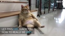 This lazy cat lies around in a weird position