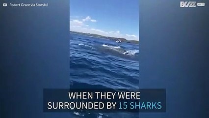 Fisherman is surrounded by tens of sharks in Australia